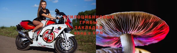 прущие грибы Алзамай